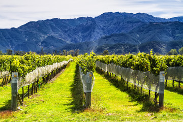 Row of beautiful grape yard before sunset with mountain in Blenheim, New Zealand