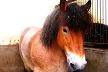 Close-up Of A Pony