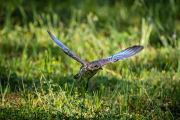  Juvenile Eastern Bluebird in Flight