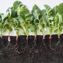 A Botanical Concept About How Earthworms Live In The Soil And Help Loosen The Earth.The Layout Of The Spices From The Plants Of The Radish Roots In The Soil And Earthworms.