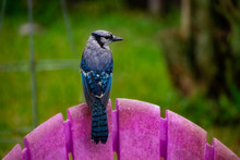 Juvenile Blue Jay On Pink Chair