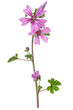 beautiful violet flower Common Mallow (Malva sylvestris) isolated on a white background.
