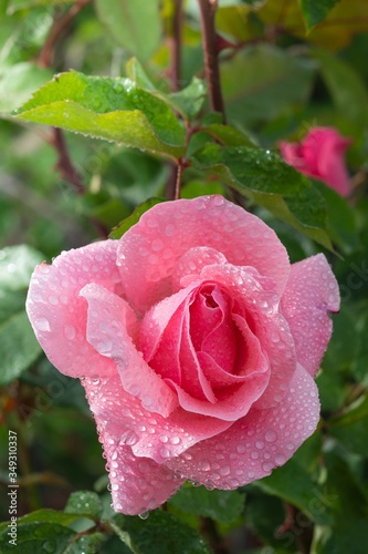 Rosa bagnata dalla pioggia | Bagni rosa, Natura