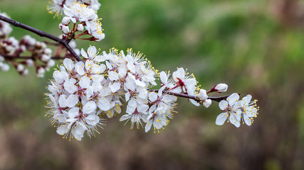 Wall Mural - Cherry tree branch with blossoming flowers