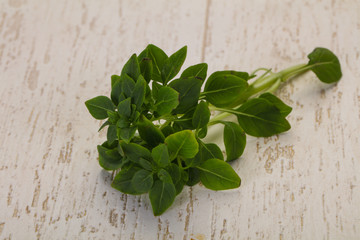 Green Basil leaves