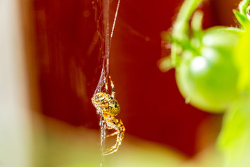 Macro of spider on a web