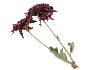 Wall Mural - Dried red beautiful chrysanthemum flower isolated on a white background.