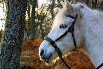 portrait of a horse in the woods