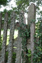 Creepers Growing On Wooden Railing
