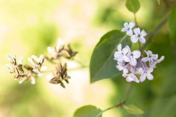 Wall Mural - the background texture of the bokeh and colors of lilacs. spring lilac flowers