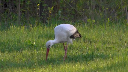 Stork looking for food in a meadow in the evening sunlight.