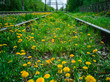 yellow dandelions on the railway