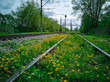 yellow dandelions on the railway
