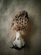 The first spring Morel mushrooms. Edible mushroom, nutritious and delicious mushroom
