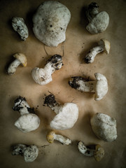 Wall Mural - Close-up of pine mushrooms on a dark background . Edible and delicious mushrooms