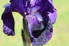 Large Purple Iris Flower On A Blurred Light Yellow And Green Background