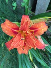 Close-up Of Orange Day Lily With Rain Drops In Garden