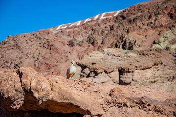 Wall Mural - Partridge sits on a stone in the background of mountains in the Ghost Town of Calico