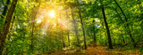 Fototapeta Natura - Silent Forest in spring on a sunny day with beautiful bright sun rays