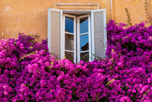 Window With Flowers