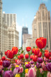 Close up of red, pink, purple and yellow tulips in a planting bed in the median in Michigan Avenue with highrise buildings out of focus in the background.