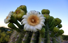 Single Open Saguaro Cactus Blossom And Unopened Buds