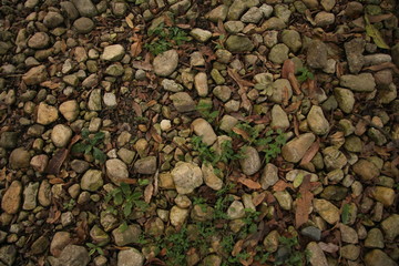 Road of rocks, plants and ground, from the top
