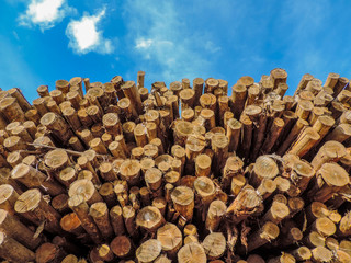 Wall Mural - Wood Pile Logs 