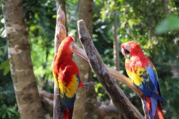 red and yellow macaw