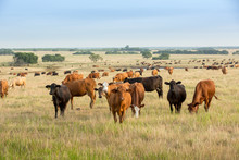 Cows Having Been Weaned From Their Calves On The Beef Cattle Ranch.  