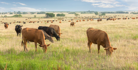 Wall Mural - Cows grazing in pasture after their calves were weaned three days ago on the beef cattle ranch