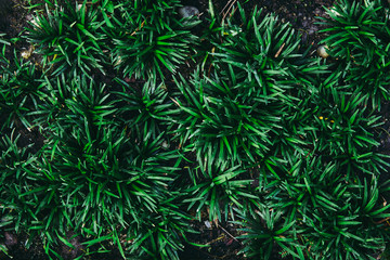 Wall Mural - Top view of green grass texture or textured. for background or backdrop.