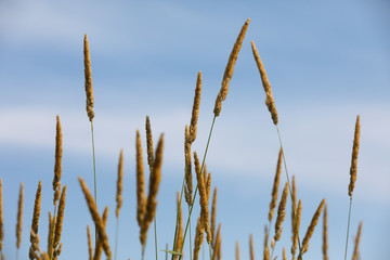 gold grasses against blue sky