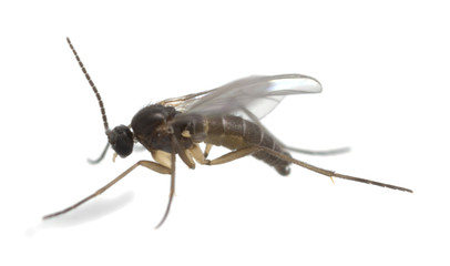 Wall Mural - Dark-winged fungus gnat, Sciaridae isolated on white background, these insects are often found inside homes