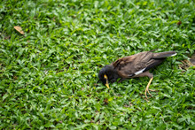 Dead Myna Bird At Garden.