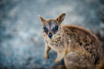 ロックワラビー - Rock wallaby in Cairns, QLD, Australia