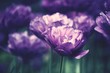 Leinwandbild Motiv Close-up Of Purple Flowers