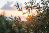 Fototapeta Na drzwi - Olive trees on sunset