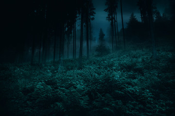 Wall Mural - Mist in between a trees of magic mysterious night dark spruce spooky forest with ferns. Opulent vegetation on foreground. Halloween backdrop.