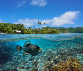 Wall Mural - Seascape tropical coast and coral reef with titan triggerfish underwater, split view over and under water surface, French Polynesia, Pacific ocean, Oceania