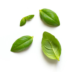 Sticker - fresh green basil leaves