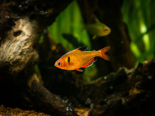tetra serpae (Hyphessobrycon eques) in a fish tank with blurred background
