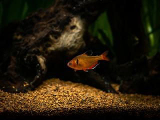 Poster - tetra serpae (Hyphessobrycon eques) in a fish tank with blurred background