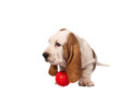 Basset hound puppy with red ball isolated on white