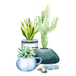 Composition of potted cactus plants and succulents