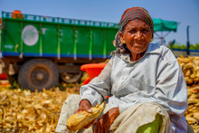 Indian Old Woman Harvesting Corn At Agriculture Field