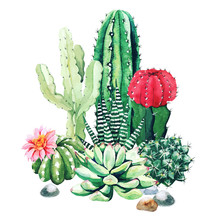 Composition Of Watercolor Cactus Plants And Succulents