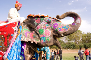 Colorful elephant , festival , Jaipur, Rajasthan, India