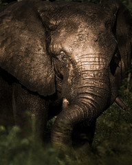 Wall Mural - Old elephant in Africa