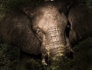 Wall Mural - Portrait of old elephant in the wild